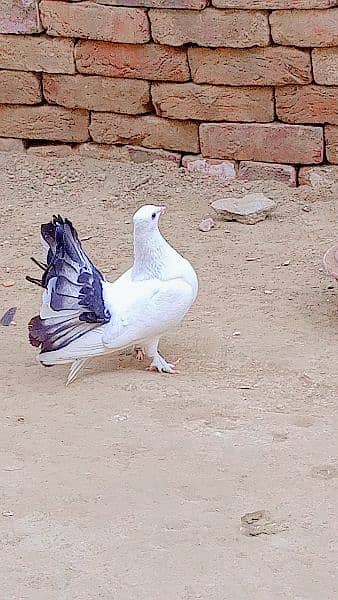 Lucky pigeon Pair 2