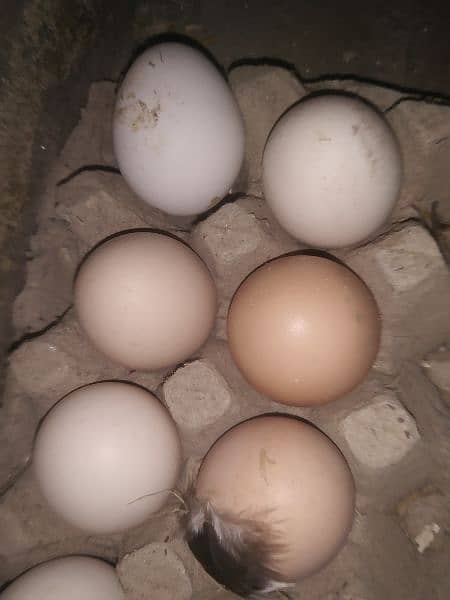 pure organic Desi eggs hatch or eat from 50g to 74g 0