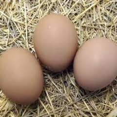 Australorp Eggs