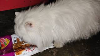 Persian cat male full White urgent sela