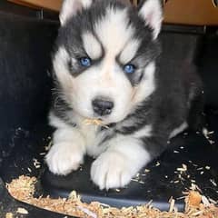 Husky Dog Breed Booking Open 0