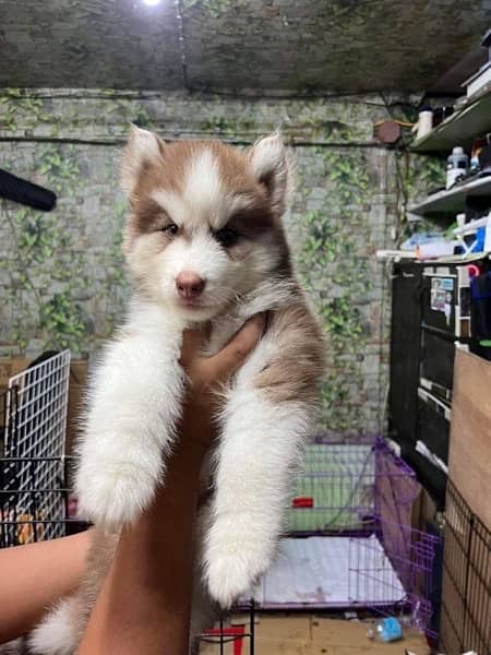 Husky Dog Breed Booking Open 1