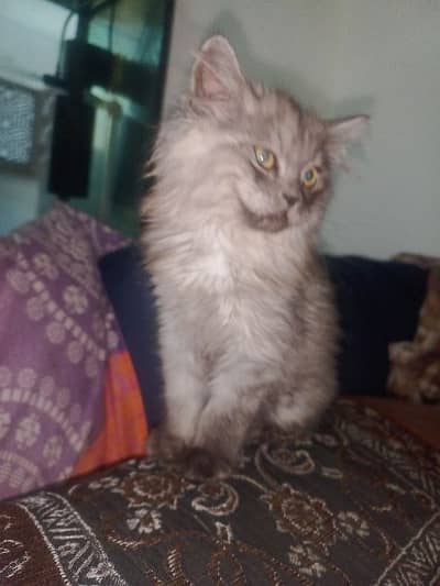 4 month Persian cat/Persian kittens/triple coated/punch face/