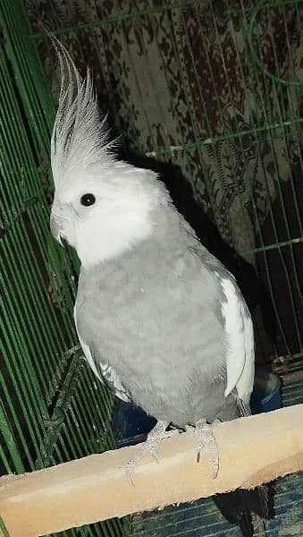 white head cocktail parrot with cage 1