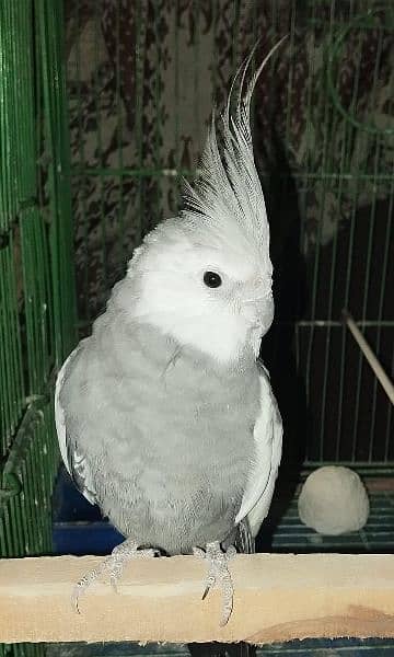 white head cocktail parrot with cage 3