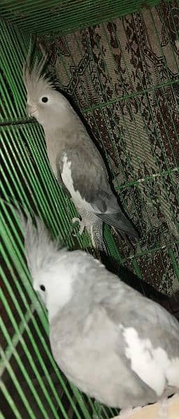 white head cocktail parrot with cage 4