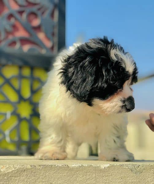 Havanese olx best sale