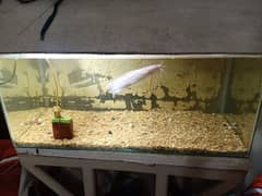fish aquarium 0