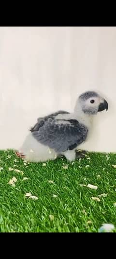 African Gray Chick Available. .