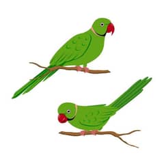 green ports for sale talking parrot