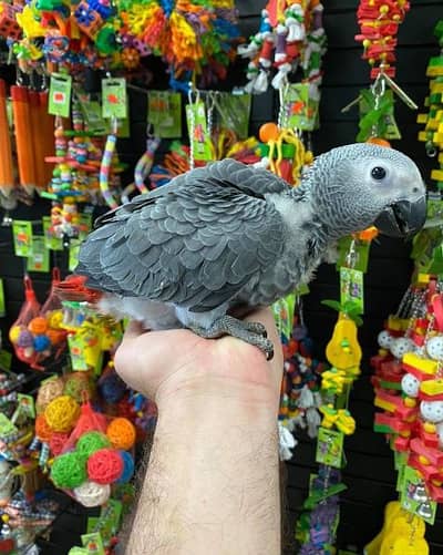 African grey parrots contact me WhatsApp number 03266936550 - Parrots ...