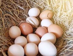 300Rs Darjan Fresh Fertile Eggs/Desi Eggs