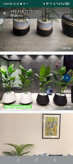 Banana plants pots