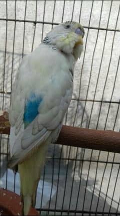 1 male budgie or astralian parrot.