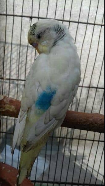 1 male budgie or astralian parrot. 2