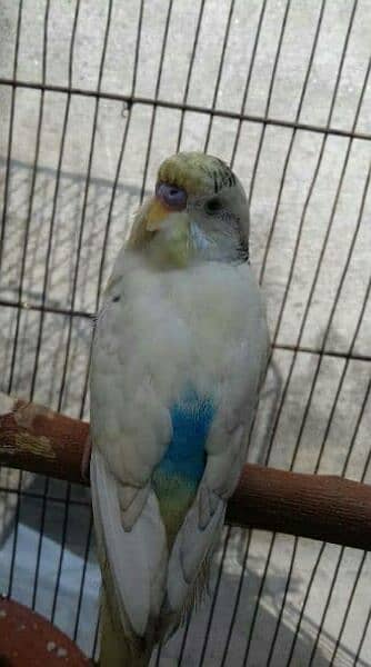 1 male budgie or astralian parrot. 3
