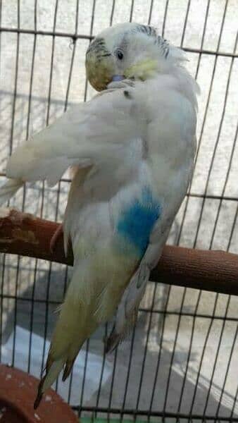 1 male budgie or astralian parrot. 4