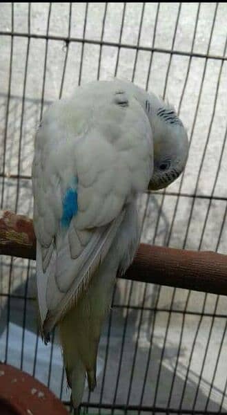 1 male budgie or astralian parrot. 5