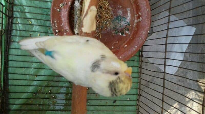 1 male budgie or astralian parrot. 6