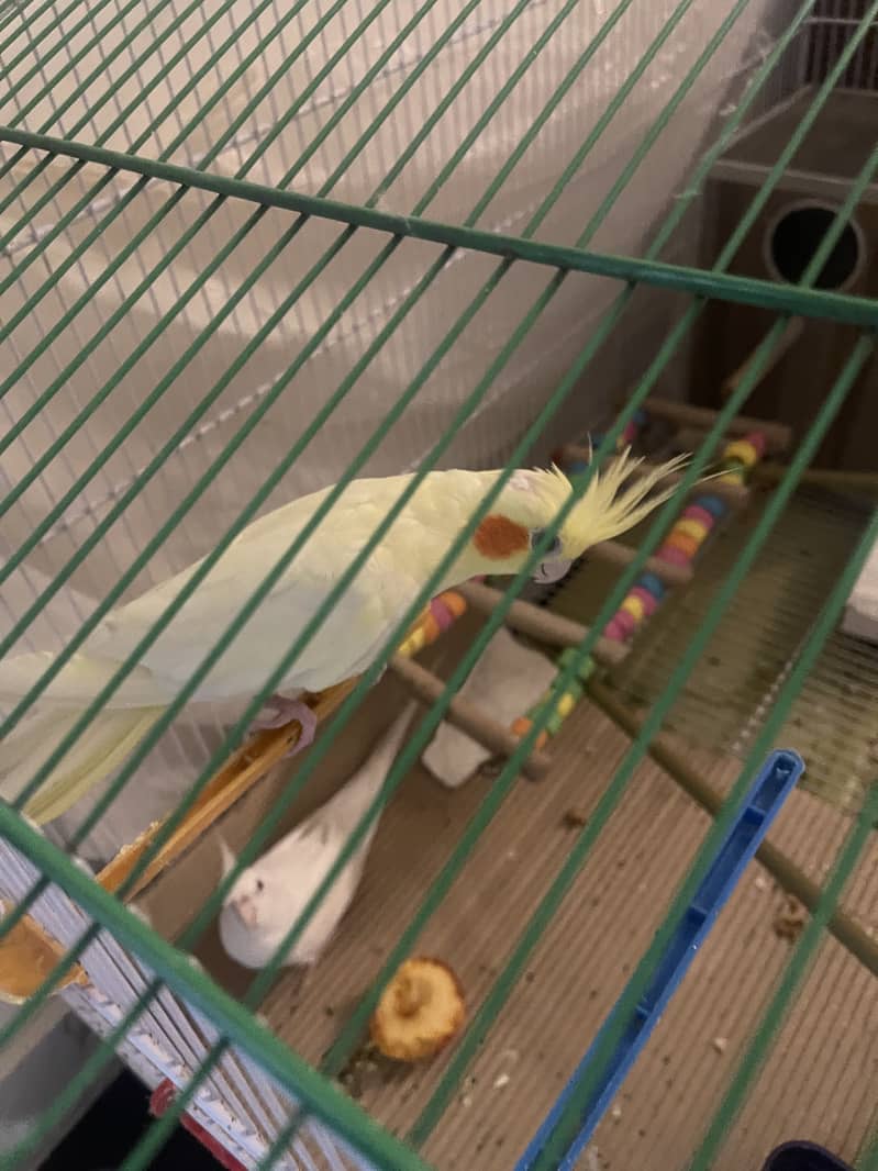 Cocktiel parrot albino and cream pair 1