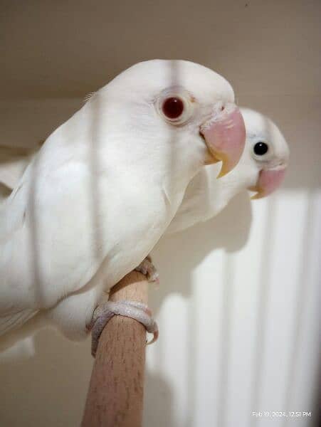 Albino Redeye/Blackeye pair 4