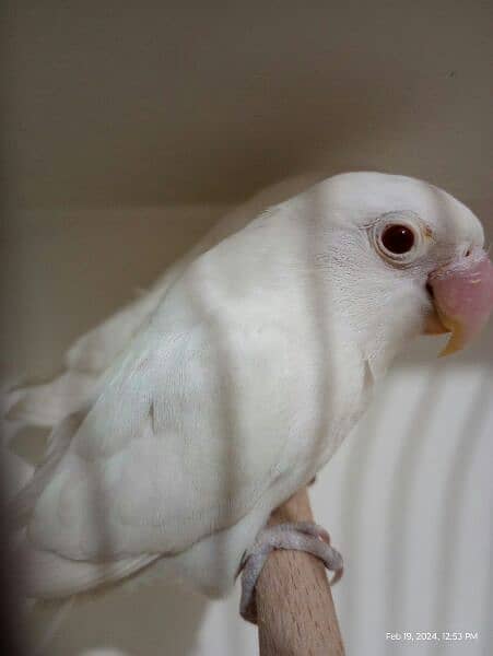 Albino Redeye/Blackeye pair 5