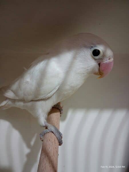 Albino Redeye/Blackeye pair 6