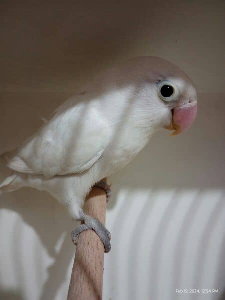 Albino Redeye/Blackeye pair 7