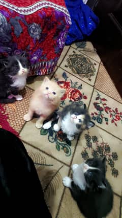 Persian Kittens / Persian Cat Babies / cat for sale 0