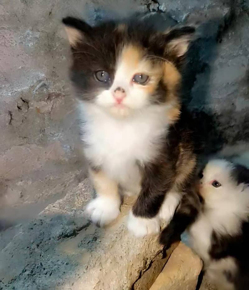 Persian Kittens / Persian Cat Babies / cat for sale 6