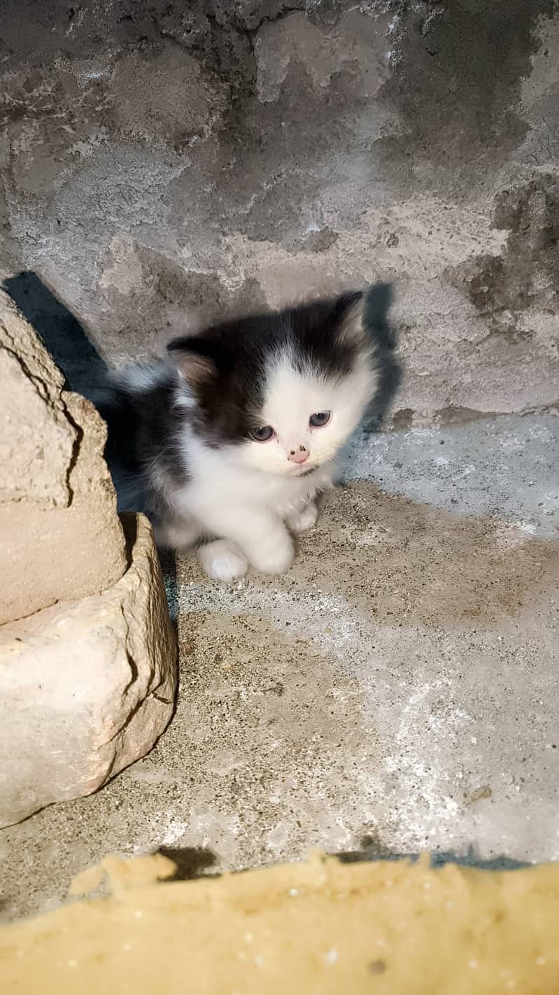 Persian Kittens / Persian Cat Babies / cat for sale 10