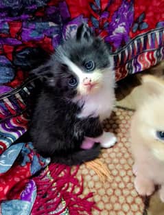 High Quality Persian Kittens or Persian Cat Babies / cat for sale