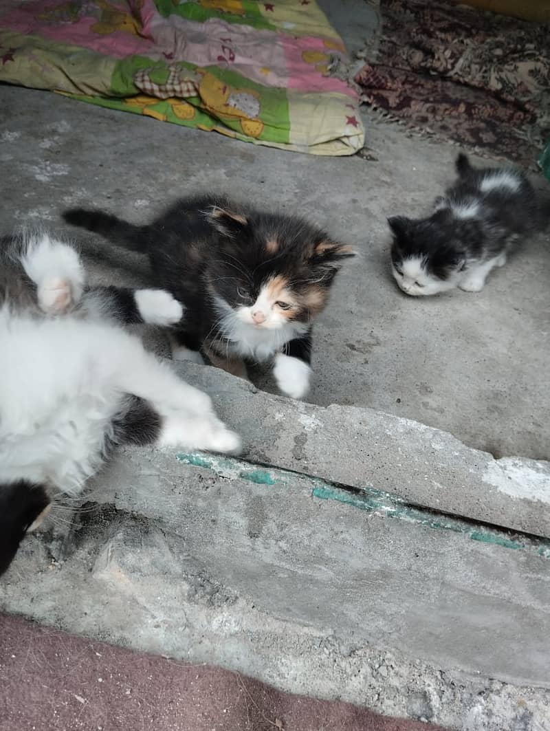 Persian Kittens / Persian Cat Babies / cat for sale 4