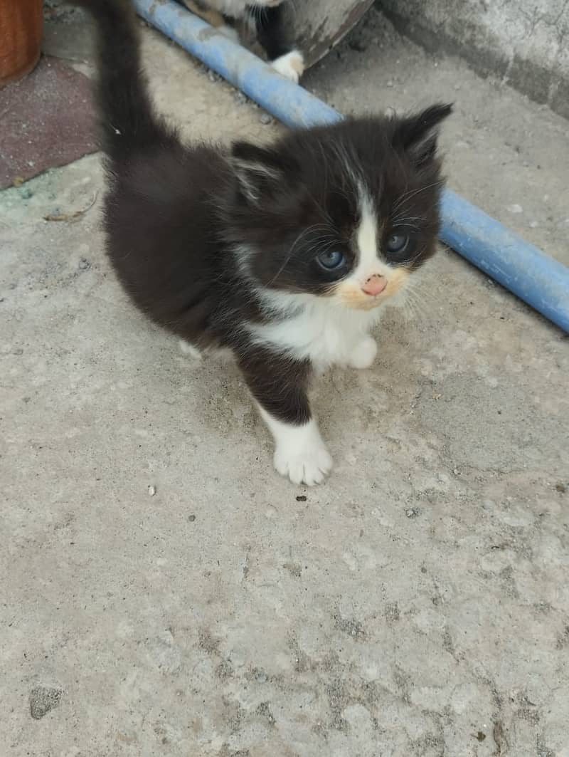 Persian Kittens / Persian Cat Babies / cat for sale 13