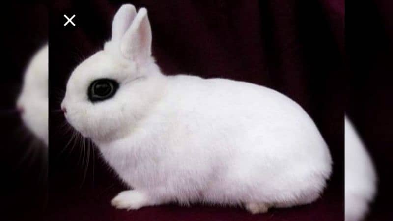 Fancy dwarf Rabbits and bunnies Lionhead, Hotot, Angora, Lovebirds Alb 2