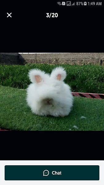 Fancy dwarf Rabbits and bunnies Lionhead, Hotot, Angora, Lovebirds Alb 5