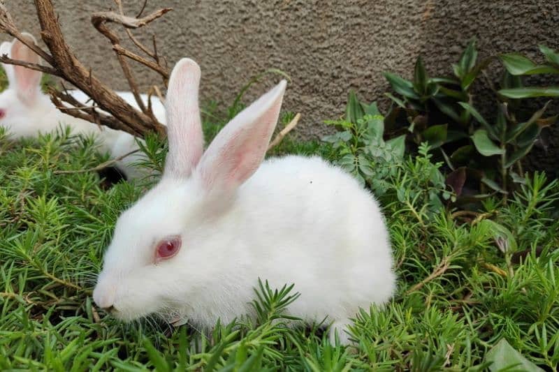 Very play full rabbits for sale all breader rabbits 3