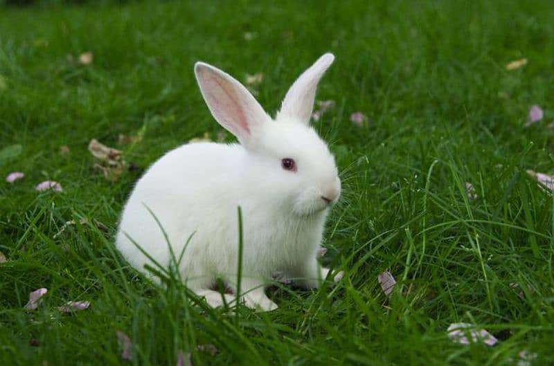 Very play full rabbits for sale all breader rabbits 4