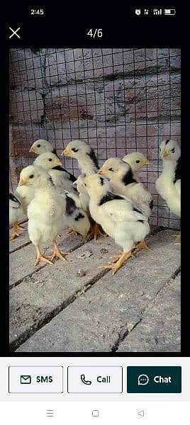 chicks oh shamo 2022 . . . 23 ring birds parent 10