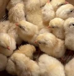 light Sussex Chicks