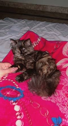 Persian Calico Female cat