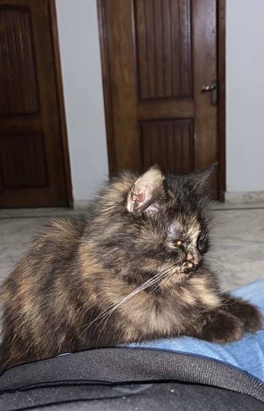Persian Calico Female cat 4