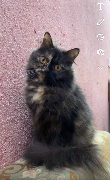 Persian Calico Female cat 5