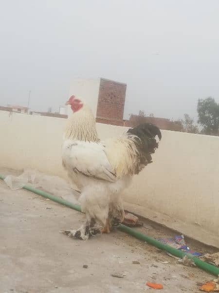 Gold Partridge Brahma Male & female for sale /Hens for sale 1