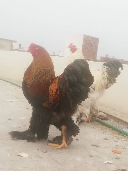 Gold Partridge Brahma Male & female for sale /Hens for sale 2