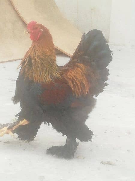 Gold Partridge Brahma Male & female for sale /Hens for sale 3