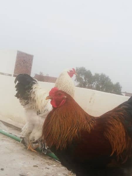 Gold Partridge Brahma Male & female for sale /Hens for sale 4