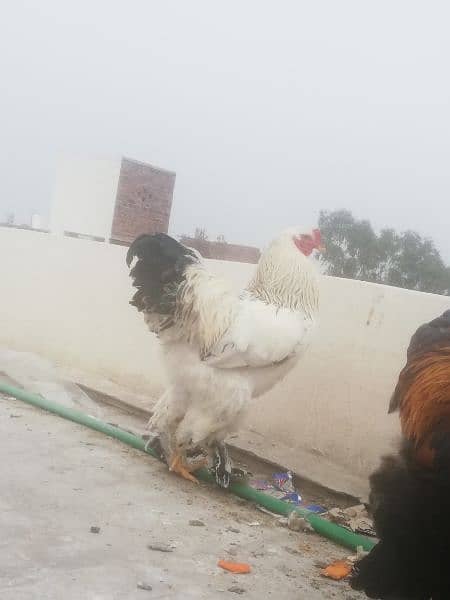 Gold Partridge Brahma Male & female for sale /Hens for sale 5