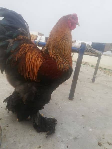 Gold Partridge Brahma Male & female for sale /Hens for sale 7