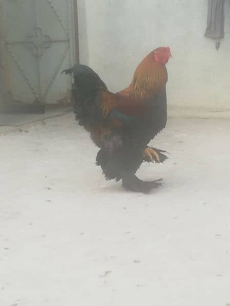 Gold Partridge Brahma Male & female for sale /Hens for sale 8